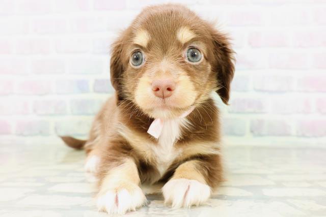 神奈川県のハーフ犬・ミックス犬 (Coo&RIKU横浜青葉店/2026年6月15日生まれ/女の子/チョコレートタンホワイト)の子犬の1枚目の画像