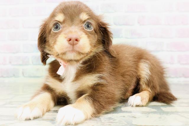 神奈川県のハーフ犬・ミックス犬 (Coo&RIKU横浜青葉店/2026年6月15日生まれ/女の子/チョコレートタンホワイト)の子犬の2枚目の画像