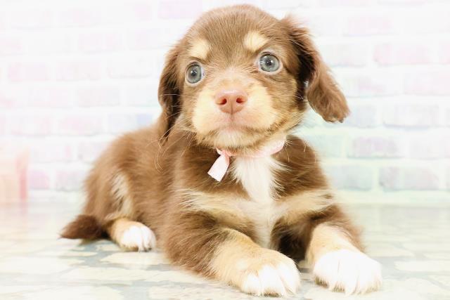 神奈川県のハーフ犬・ミックス犬 (Coo&RIKU横浜青葉店/2026年6月15日生まれ/女の子/チョコレートタンホワイト)の子犬の3枚目の画像