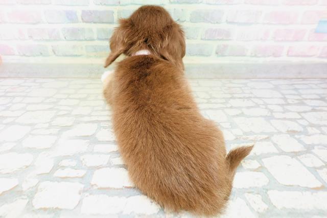 神奈川県のハーフ犬・ミックス犬 (Coo&RIKU横浜青葉店/2026年6月15日生まれ/女の子/チョコレートタンホワイト)の子犬の4枚目の画像
