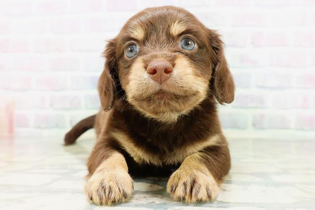 茨城県のハーフ犬・ミックス犬 (Coo&RIKU石岡店/2026年6月16日生まれ/男の子/チョコレートタン)の子犬の1枚目の画像