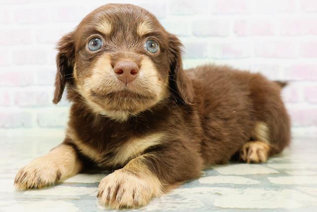 茨城県のハーフ犬・ミックス犬 (Coo&RIKU石岡店/2026年6月16日生まれ/男の子/チョコレートタン)の子犬の2枚目の画像