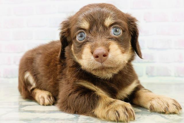 茨城県のハーフ犬・ミックス犬 (Coo&RIKU石岡店/2026年6月16日生まれ/男の子/チョコレートタン)の子犬の3枚目の画像