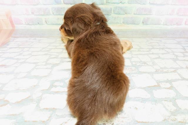 茨城県のハーフ犬・ミックス犬 (Coo&RIKU石岡店/2026年6月16日生まれ/男の子/チョコレートタン)の子犬の4枚目の画像