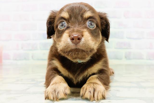 神奈川県のハーフ犬・ミックス犬 (Coo&RIKU秦野店/2026年6月16日生まれ/男の子/チョコレートタン)の子犬の1枚目の画像