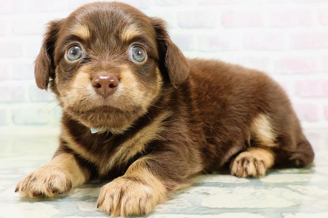 神奈川県のハーフ犬・ミックス犬 (Coo&RIKU秦野店/2026年6月16日生まれ/男の子/チョコレートタン)の子犬の2枚目の画像