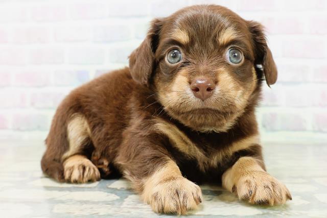 神奈川県のハーフ犬・ミックス犬 (Coo&RIKU秦野店/2026年6月16日生まれ/男の子/チョコレートタン)の子犬の3枚目の画像