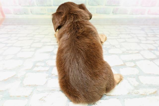 神奈川県のハーフ犬・ミックス犬 (Coo&RIKU秦野店/2026年6月16日生まれ/男の子/チョコレートタン)の子犬の4枚目の画像