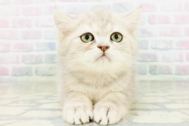 東京都のミヌエット (Coo&RIKU練馬店/2026年6月4日生まれ/女の子/ブルータビー)の子猫の1枚目の画像