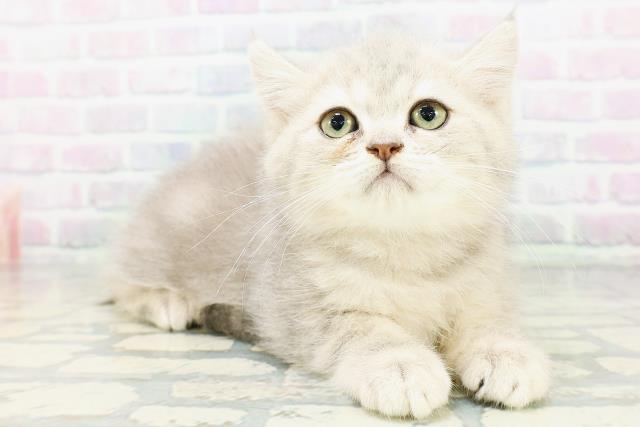 東京都のミヌエット (Coo&RIKU練馬店/2026年6月4日生まれ/女の子/ブルータビー)の子猫の3枚目の画像