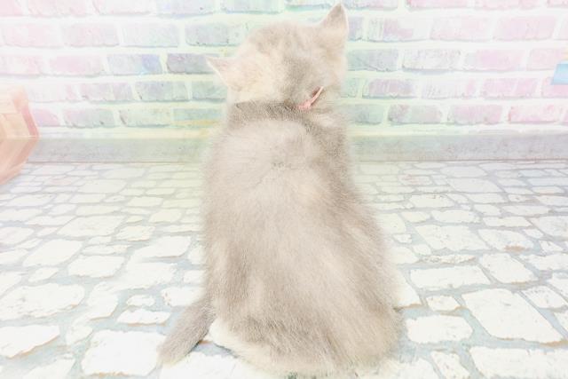 東京都のミヌエット (Coo&RIKU練馬店/2026年6月4日生まれ/女の子/ブルータビー)の子猫の4枚目の画像