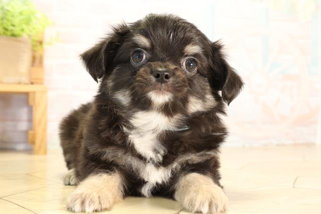 岐阜県のチワワ(ロング) (Coo&RIKU各務原店/2026年6月15日生まれ/男の子/ブラックタン)の子犬の1枚目の画像