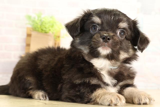 岐阜県のチワワ(ロング) (Coo&RIKU各務原店/2026年6月15日生まれ/男の子/ブラックタン)の子犬の2枚目の画像