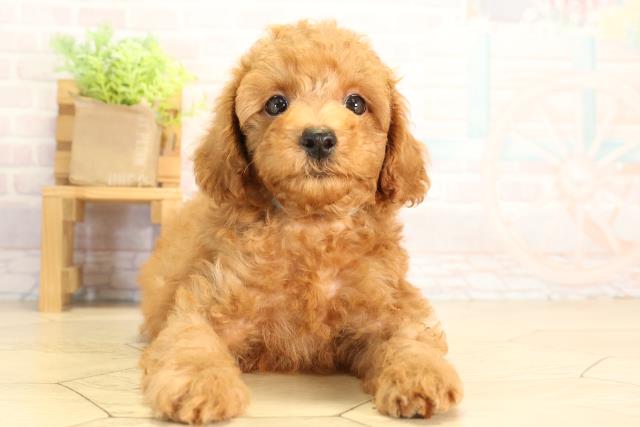 岐阜県のトイプードル(トイ) (Coo&RIKU岐南店/2026年6月16日生まれ/男の子/オレンジフォーン)の子犬の1枚目の画像