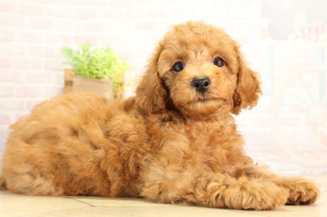 岐阜県のトイプードル(トイ) (Coo&RIKU岐南店/2026年6月16日生まれ/男の子/オレンジフォーン)の子犬の2枚目の画像