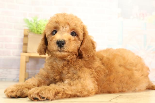 岐阜県のトイプードル(トイ) (Coo&RIKU岐南店/2026年6月16日生まれ/男の子/オレンジフォーン)の子犬の3枚目の画像