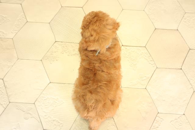 岐阜県のトイプードル(トイ) (Coo&RIKU岐南店/2026年6月16日生まれ/男の子/オレンジフォーン)の子犬の4枚目の画像