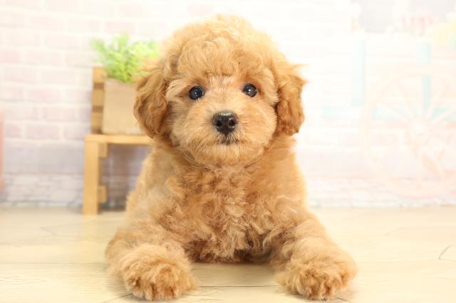 静岡県のトイプードル(トイ) (Coo&RIKU沼津店/2026年6月16日生まれ/男の子/オレンジフォーン)の子犬の1枚目の画像