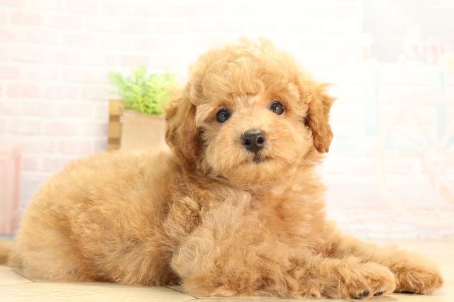 静岡県のトイプードル(トイ) (Coo&RIKU沼津店/2026年6月16日生まれ/男の子/オレンジフォーン)の子犬の2枚目の画像