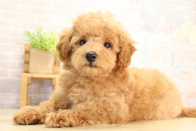 静岡県のトイプードル(トイ) (Coo&RIKU沼津店/2026年6月16日生まれ/男の子/オレンジフォーン)の子犬の3枚目の画像