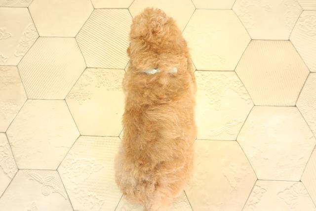 静岡県のトイプードル(トイ) (Coo&RIKU沼津店/2026年6月16日生まれ/男の子/オレンジフォーン)の子犬の4枚目の画像