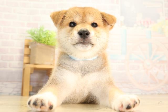 岐阜県の柴犬(標準サイズ) (Coo&RIKU岐阜店/2026年6月17日生まれ/男の子/赤)の子犬の1枚目の画像