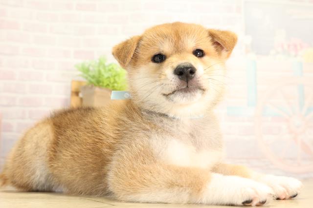 岐阜県の柴犬(標準サイズ) (Coo&RIKU岐阜店/2026年6月17日生まれ/男の子/赤)の子犬の2枚目の画像