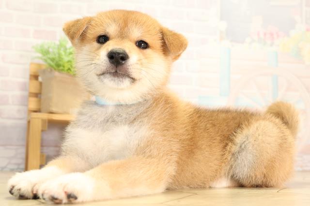 岐阜県の柴犬(標準サイズ) (Coo&RIKU岐阜店/2026年6月17日生まれ/男の子/赤)の子犬の3枚目の画像