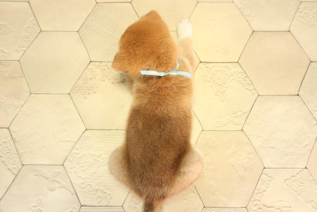岐阜県の柴犬(標準サイズ) (Coo&RIKU岐阜店/2026年6月17日生まれ/男の子/赤)の子犬の4枚目の画像