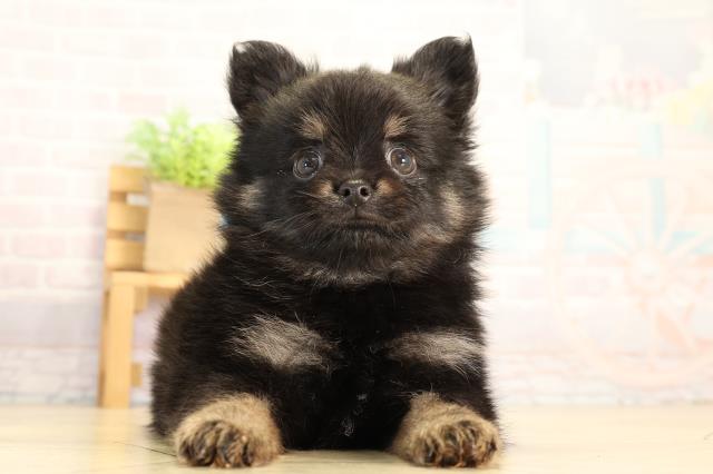 愛知県のハーフ犬・ミックス犬 (Coo&RIKU春日井店/2026年6月17日生まれ/男の子/ブラックタン)の子犬の1枚目の画像