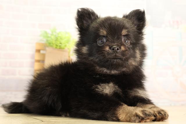 愛知県のハーフ犬・ミックス犬 (Coo&RIKU春日井店/2026年6月17日生まれ/男の子/ブラックタン)の子犬の2枚目の画像