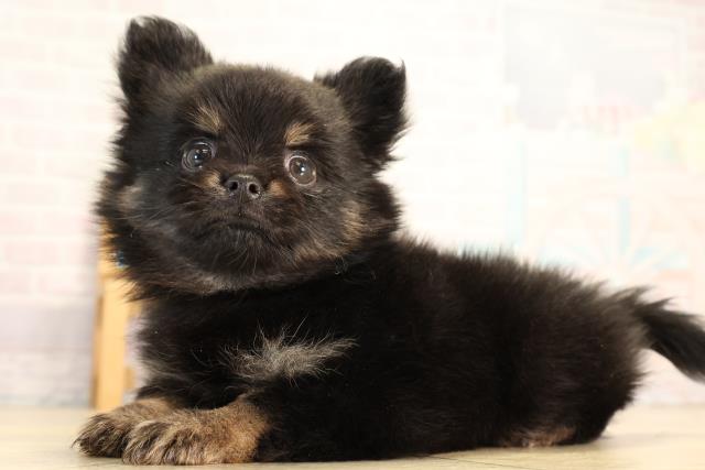 愛知県のハーフ犬・ミックス犬 (Coo&RIKU春日井店/2026年6月17日生まれ/男の子/ブラックタン)の子犬の3枚目の画像