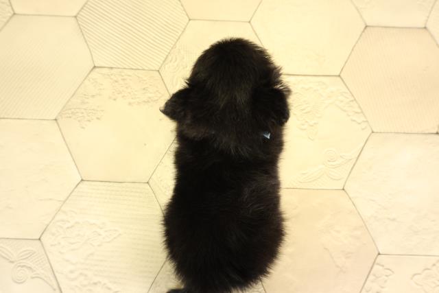愛知県のハーフ犬・ミックス犬 (Coo&RIKU春日井店/2026年6月17日生まれ/男の子/ブラックタン)の子犬の4枚目の画像