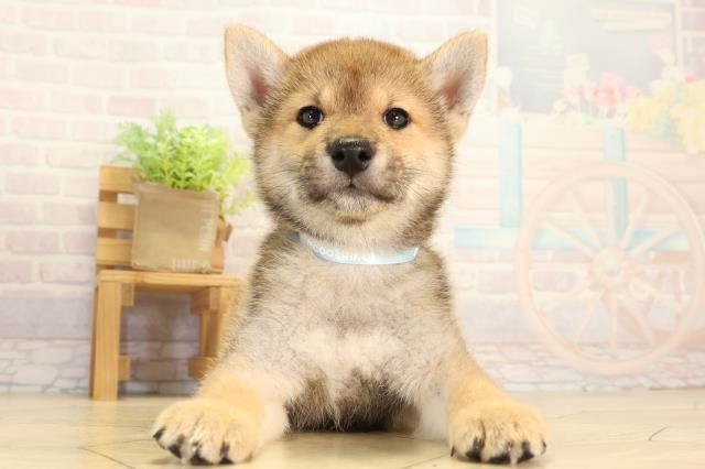 静岡県の柴犬(標準サイズ) (Coo&RIKU沼津店/2026年6月15日生まれ/男の子/赤)の子犬の1枚目の画像
