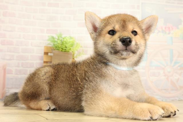 静岡県の柴犬(標準サイズ) (Coo&RIKU沼津店/2026年6月15日生まれ/男の子/赤)の子犬の2枚目の画像