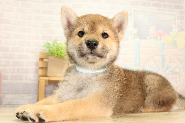 静岡県の柴犬(標準サイズ) (Coo&RIKU沼津店/2026年6月15日生まれ/男の子/赤)の子犬の3枚目の画像