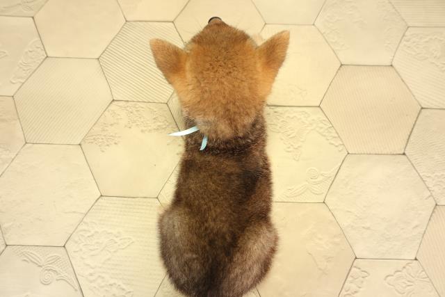 静岡県の柴犬(標準サイズ) (Coo&RIKU沼津店/2026年6月15日生まれ/男の子/赤)の子犬の4枚目の画像