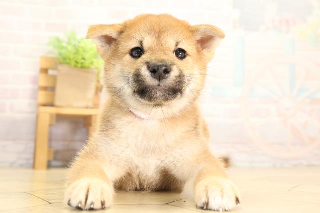 柴犬
