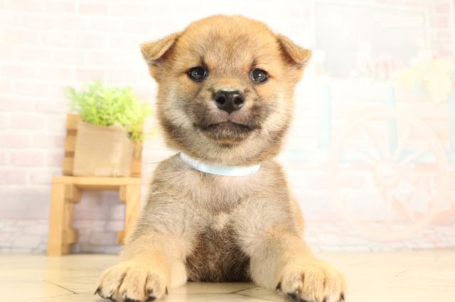 岐阜県の柴犬(標準サイズ) (Coo&RIKU岐南店/2026年6月17日生まれ/男の子/赤)の子犬の1枚目の画像