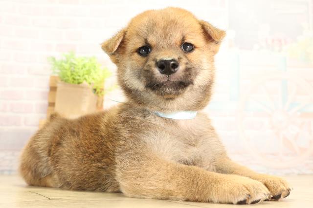 岐阜県の柴犬(標準サイズ) (Coo&RIKU岐南店/2026年6月17日生まれ/男の子/赤)の子犬の2枚目の画像