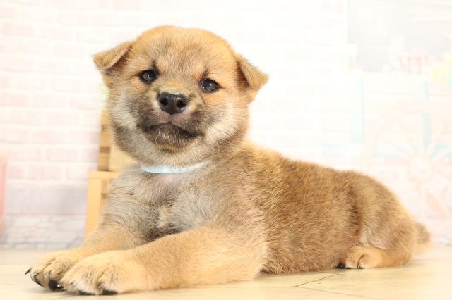 岐阜県の柴犬(標準サイズ) (Coo&RIKU岐南店/2026年6月17日生まれ/男の子/赤)の子犬の3枚目の画像