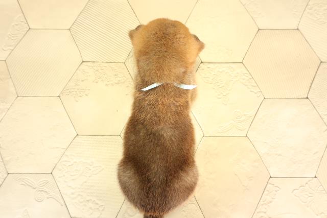 岐阜県の柴犬(標準サイズ) (Coo&RIKU岐南店/2026年6月17日生まれ/男の子/赤)の子犬の4枚目の画像