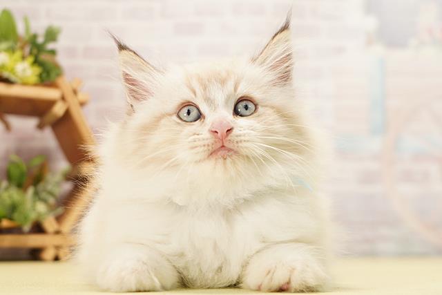 岐阜県のミヌエット (Coo&RIKU岐阜店/2026年6月14日生まれ/男の子/シールリンクスポイント)の子猫の1枚目の画像
