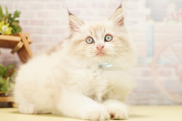 岐阜県のミヌエット (Coo&RIKU岐阜店/2026年6月14日生まれ/男の子/シールリンクスポイント)の子猫の2枚目の画像