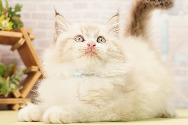 岐阜県のミヌエット (Coo&RIKU岐阜店/2026年6月14日生まれ/男の子/シールリンクスポイント)の子猫の3枚目の画像