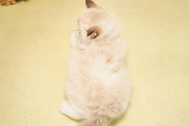 岐阜県のミヌエット (Coo&RIKU岐阜店/2026年6月14日生まれ/男の子/シールリンクスポイント)の子猫の4枚目の画像