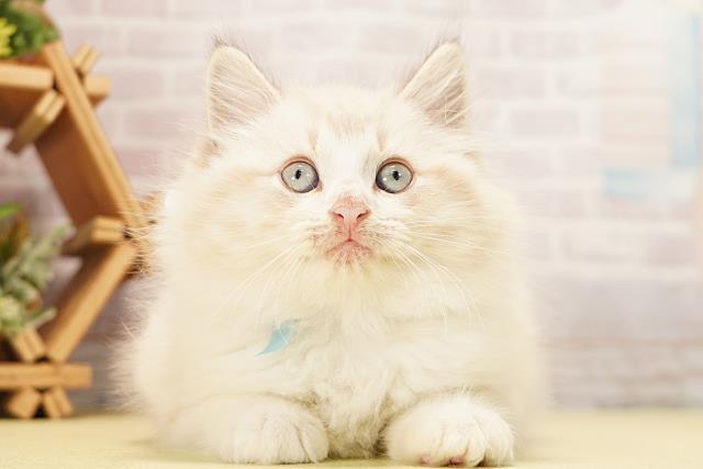静岡県のミヌエット (Coo&RIKU沼津店/2026年6月14日生まれ/男の子/シールリンクスポイント)の子猫の1枚目の画像