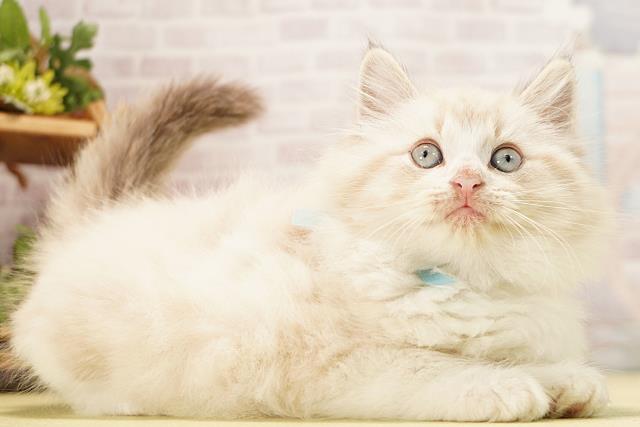 静岡県のミヌエット (Coo&RIKU沼津店/2026年6月14日生まれ/男の子/シールリンクスポイント)の子猫の2枚目の画像