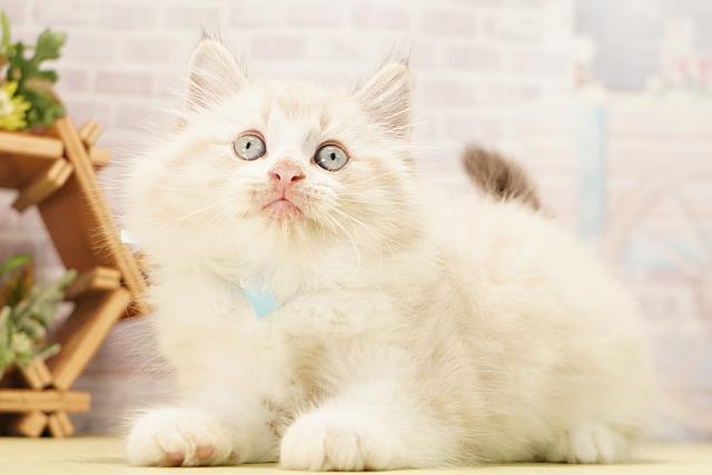 静岡県のミヌエット (Coo&RIKU沼津店/2026年6月14日生まれ/男の子/シールリンクスポイント)の子猫の3枚目の画像