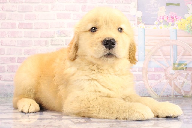 京都府のゴールデンレトリバー (Coo&RIKU舞鶴店/2026年6月17日生まれ/男の子/ゴールデン)の子犬の2枚目の画像